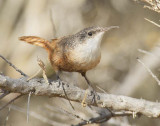 Canyon Wren, Sun Lakes, WA DPP_1004248.jpg