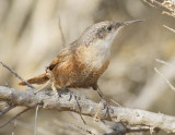 Canyon Wren, Sun Lakes, WA DPP_1004249.jpg