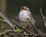 Bewick's Wren, singing, Seattle DPP_1025335.jpg