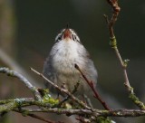 Bewick's Wren, singing, Seattle DPP_1025336.jpg