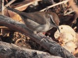 Bewick's Wren, Yakima River DPP_21670.jpg