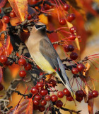 Cedar Waxwing, Yakima DPP_1008486 - 1.jpg