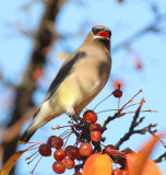 Cedar Waxwing, (before getting chased) Yakima DPP_1008495 - 1.jpg