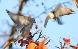 Cedar Waxwings, young bird chases away older bird Yakima DPP_1008498 - 2.jpg