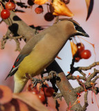 Cedar Waxwing, Yakima DPP_1008520.jpg
