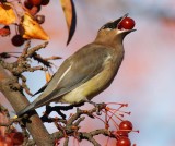 Cedar Waxwing, feeding sequence Yakima DPP_1008539 -3.jpg