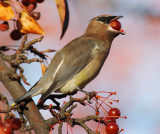 Cedar Waxwing, feeding sequence Yakima DPP_1008542.jpg