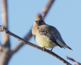 Cedar Waxwing, in wind Yakima DPP_20793.jpg