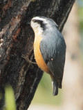 Popoff Trail, Red-breasted Nuthatch DPP_1028970.jpg