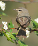 Warbling Vireo, Yakima  DPP_1029027.jpg