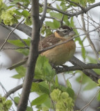 female Black-headed Grosbeak, Yakima DPP_1029356.jpg