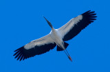 Wood Stork 1