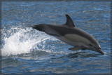 Bottlenose dolphin