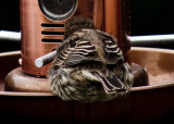 Bird hiney