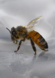 Rescued Bee on saucer