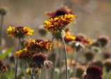 Ruffly Flowers