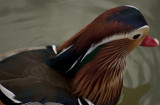 Mandarin Duck