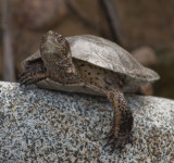 Sunning Turtle