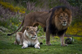 Frolicking Lions and Other Fun