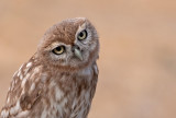 Little Owl -portraits