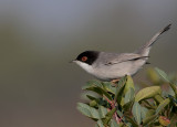 Sardinian Warbler