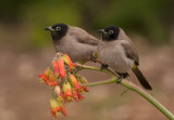 Spectacled Bulbul