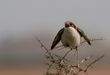 Woodchat Shrike- female.Waiting for the male