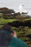 My friend Abel and the Little egret.