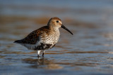 The first dunlin of this spring.