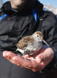 Hurted dunlin II.