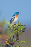 Lazuli Bunting