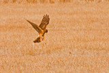 Northern Harrier