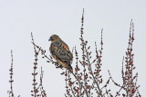 Redtail Hawk