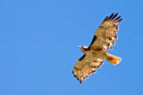 Redtail Hawk