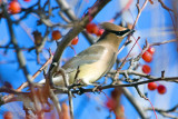 Cedar Waxwing