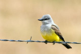 Western Kingbird