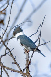 Belted Kingfisher