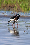 Black Necked Stilts