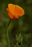 Poppy