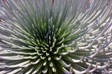 Silversword