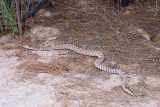 Gopher Snake