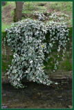 Mount Diablo Ivy