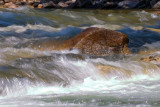 Payette River