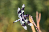 Twelve Spot Skimmer