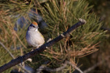 Green Tailed Towhee