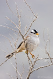 White Crowned Sparrow