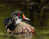 Canard branchu (juvnile) - Wood Duck