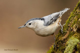 Sitelle  poitrine blanche - White-Breasted Nuthatch