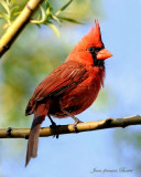Cardinal rouge mle - Cardinal (male)