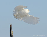 Harfang des neiges - Snowy Owl